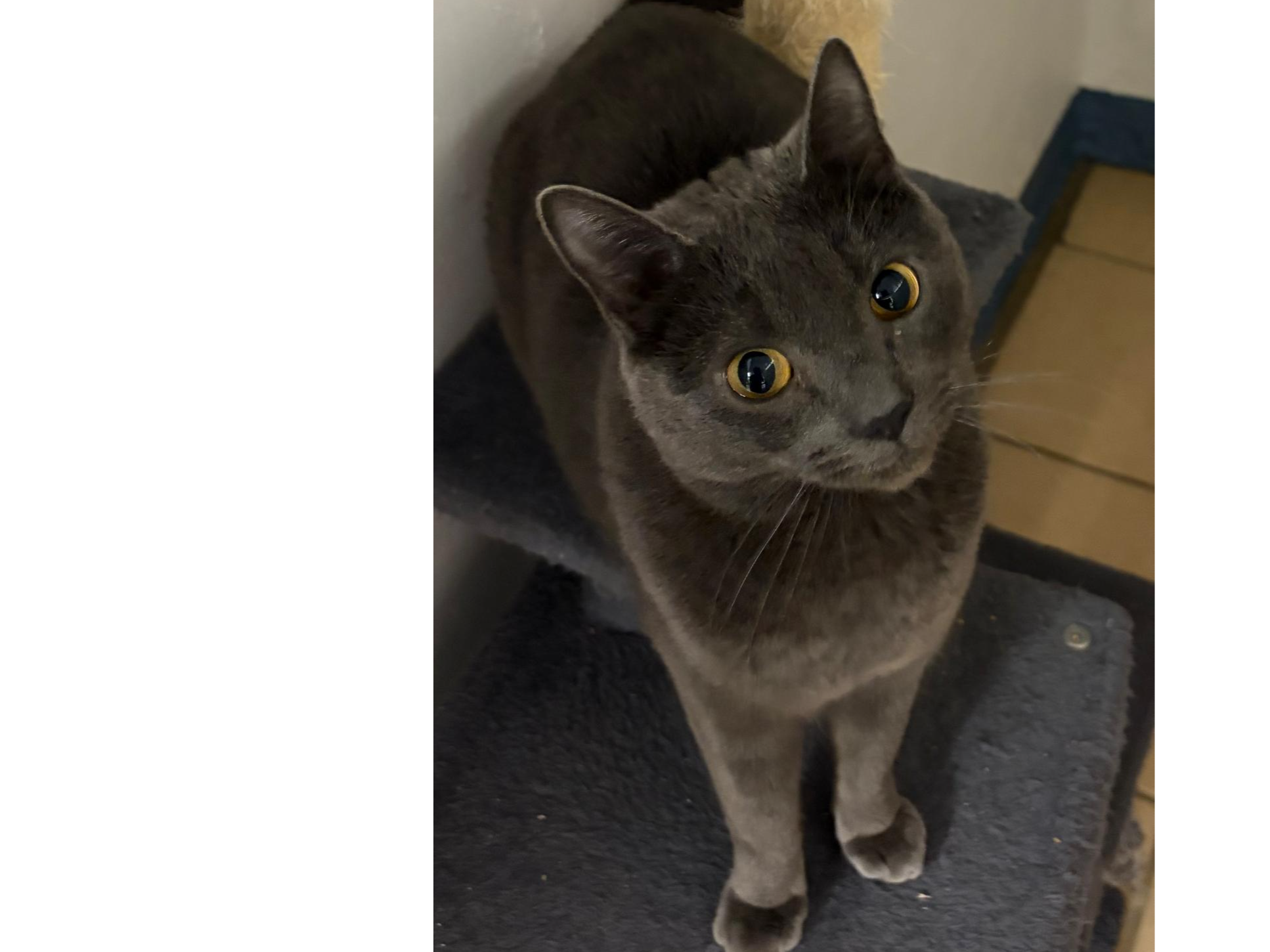 Frank — Domestic Cat