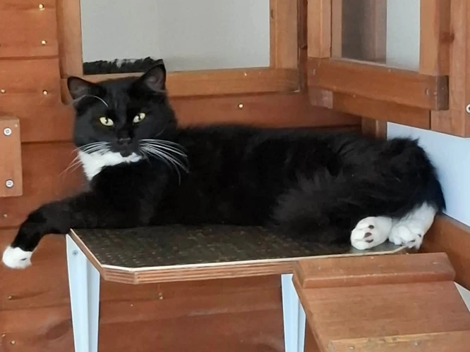 Sox