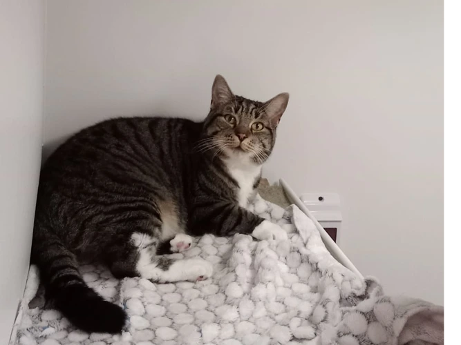 Sophie