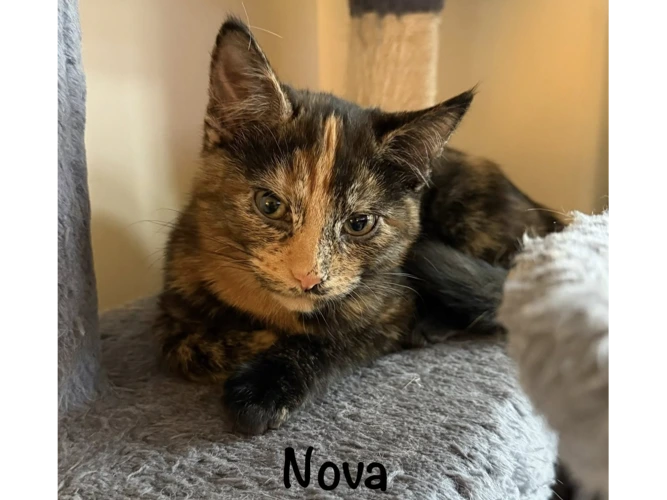 NOVA