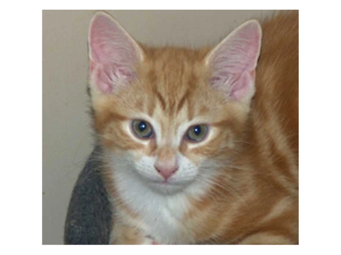 TWO KITTENS