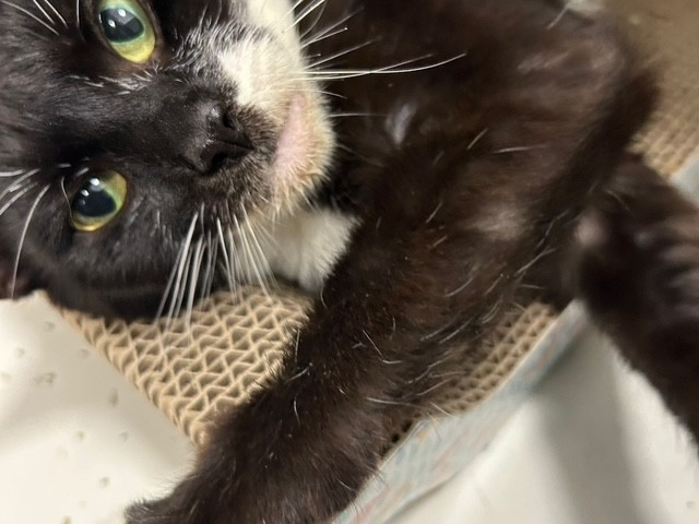 Sherry — Domestic Cat