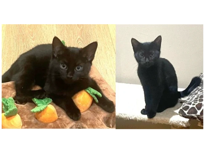 Remy & Martell  (PAIR)