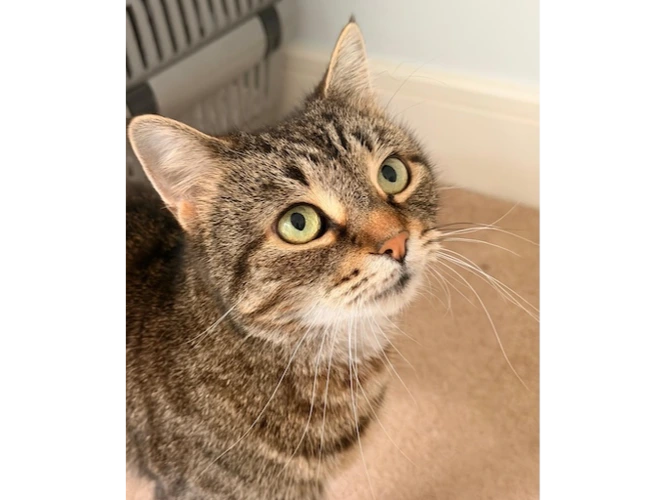 MABEL