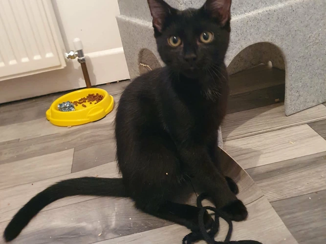 Sylvester