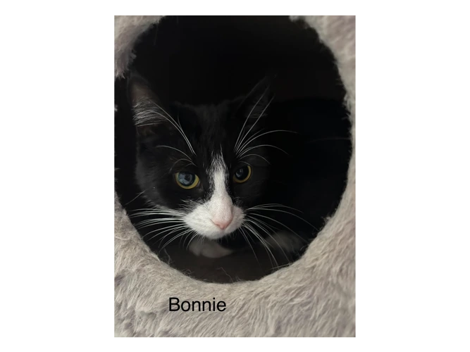 Bonnie