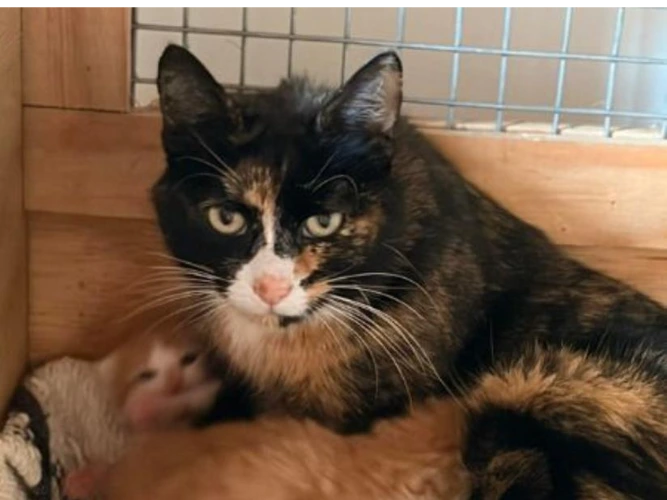 Chloe