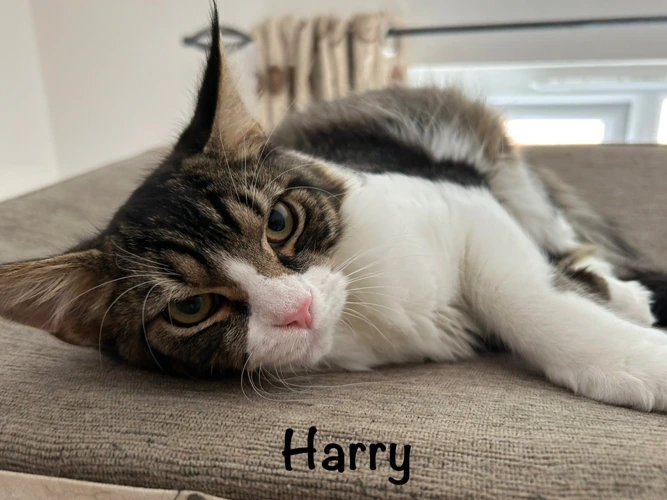 HARRY