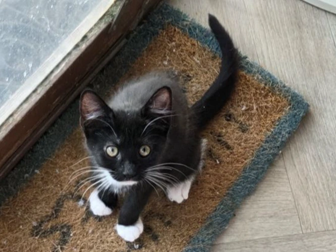 Cyrus  (see also Chloe, Callie  &  Comet)
