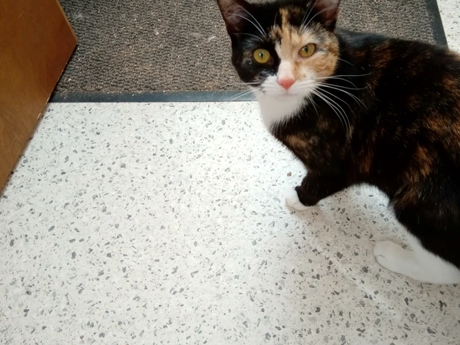 Frida