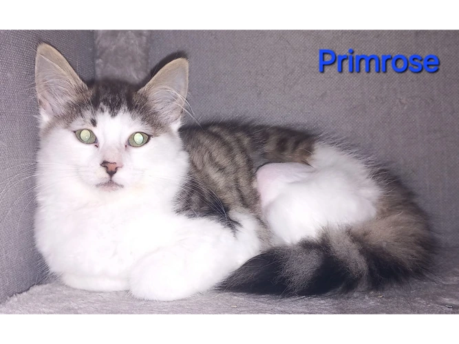 Primrose