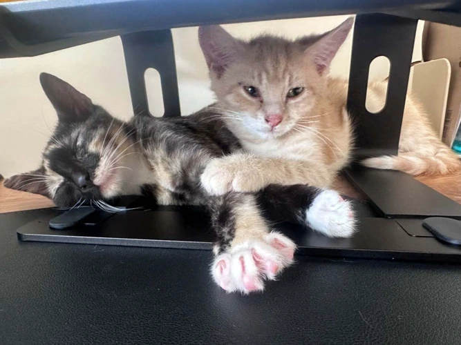 Petal & Dave