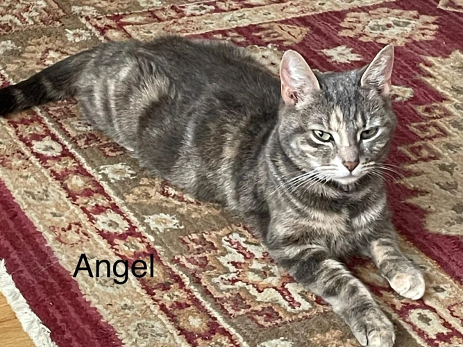 Angel