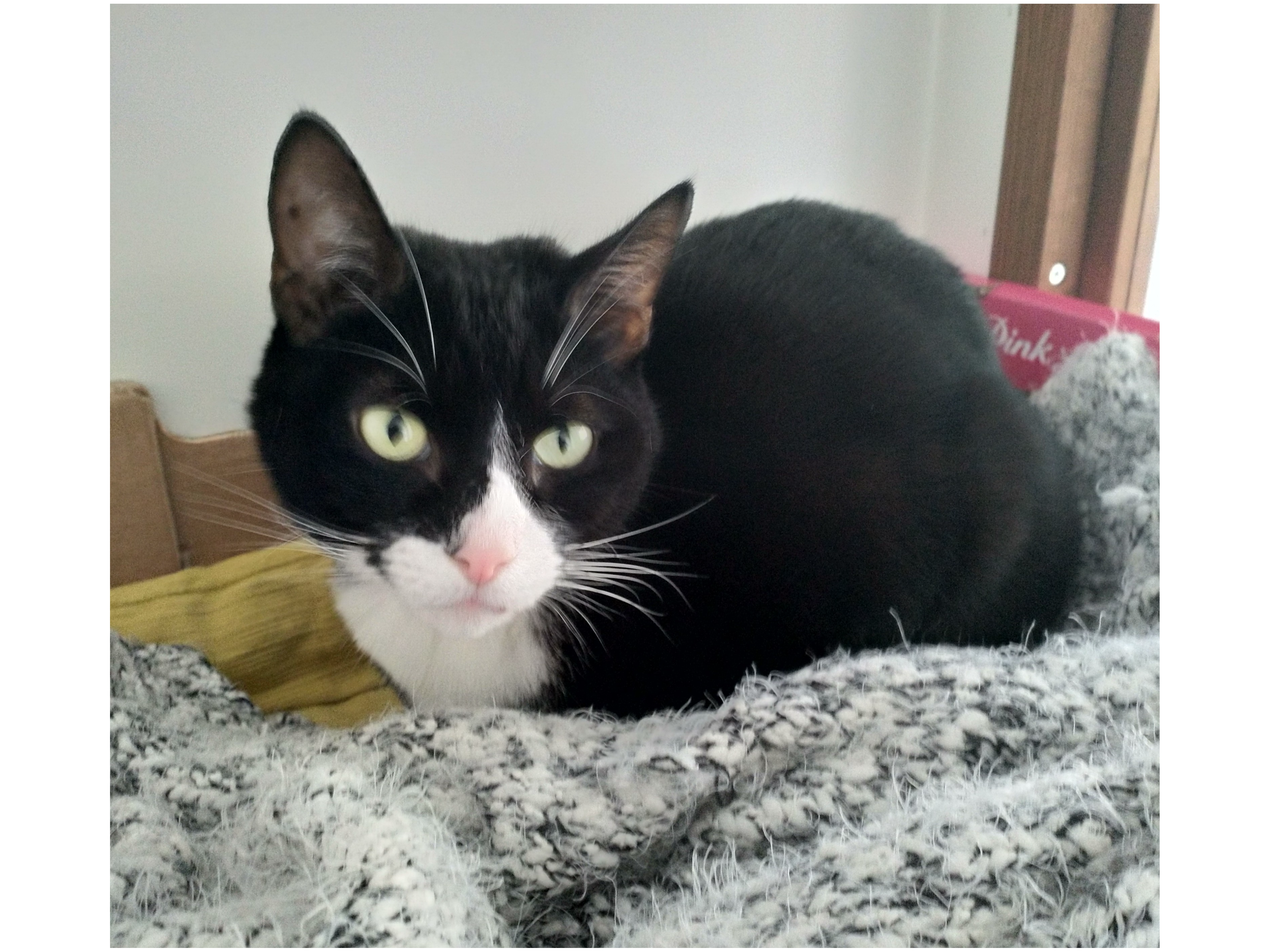 Marlo — Domestic Cat