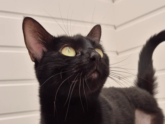 Toothless