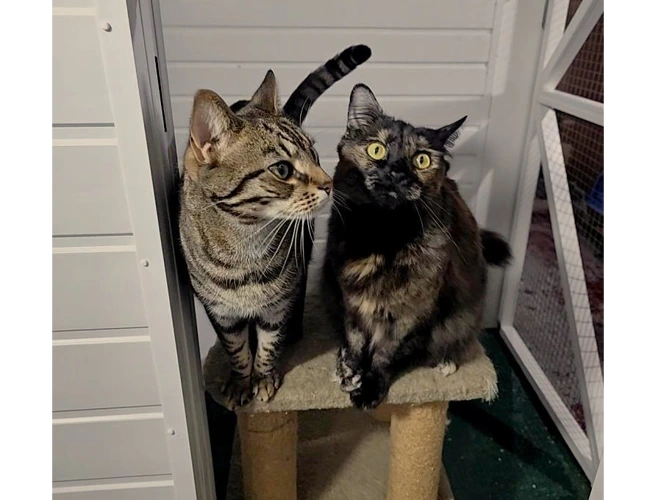 Tom (left, tabby) and Rosita (right, tortie)