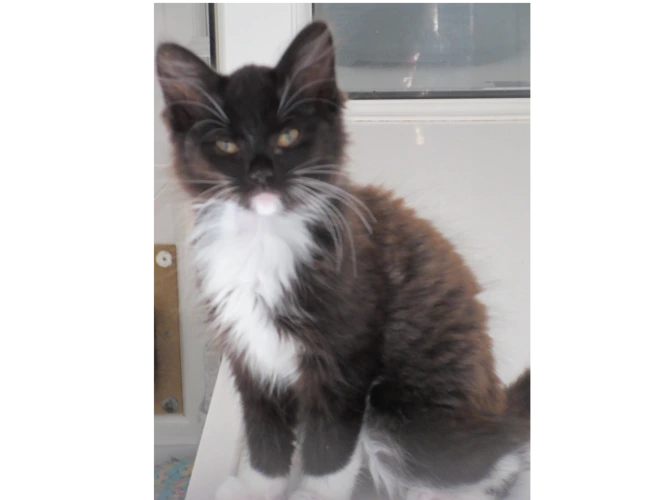 Kit2