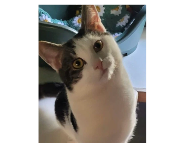 Tinks
