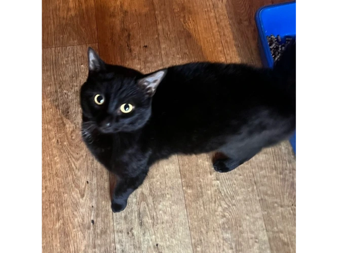 Basil