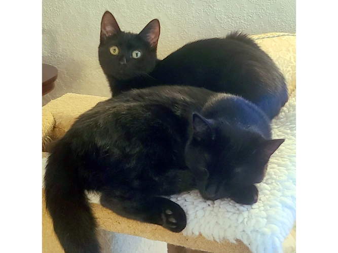 Anise and Truffle