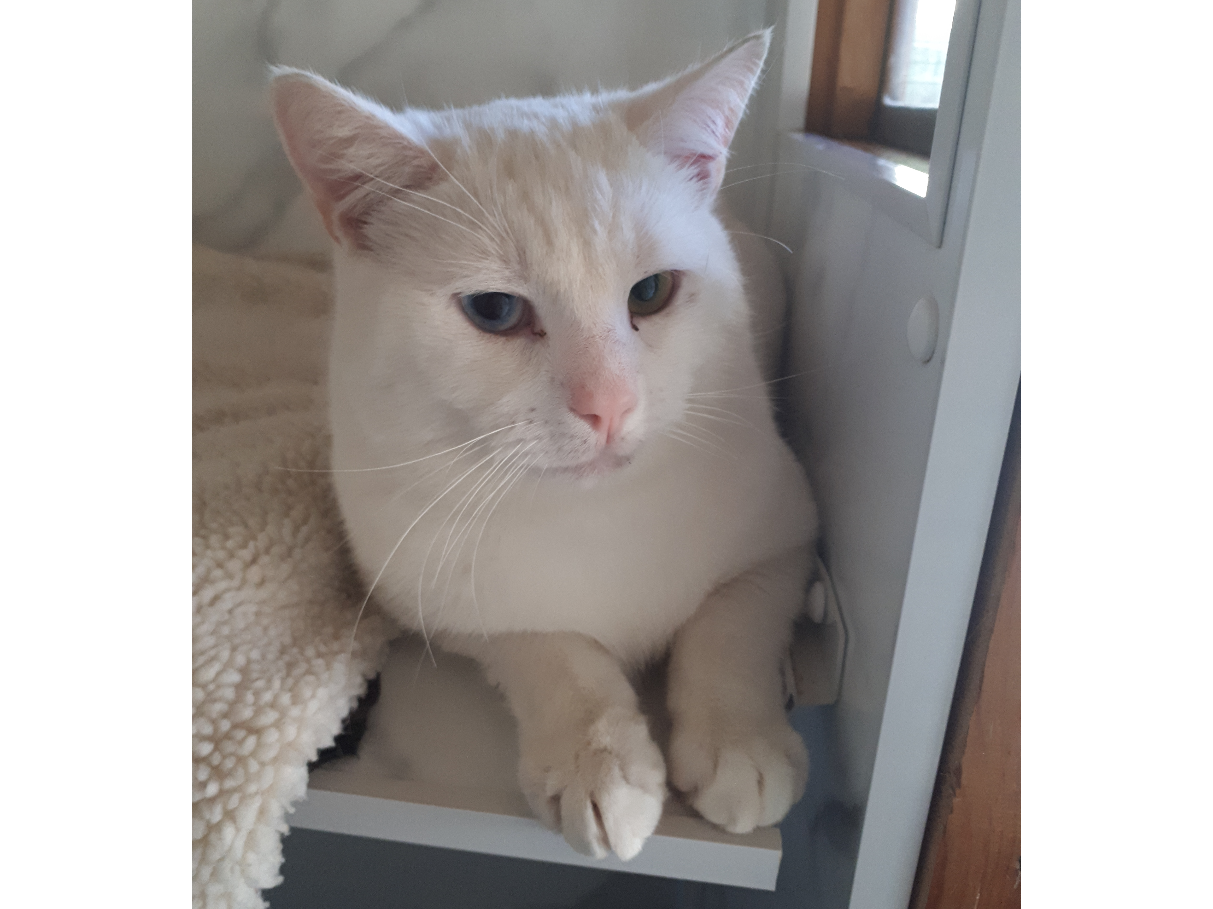 Timmy — Domestic Cat