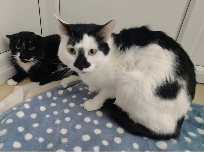 Spotty and Jo Jo