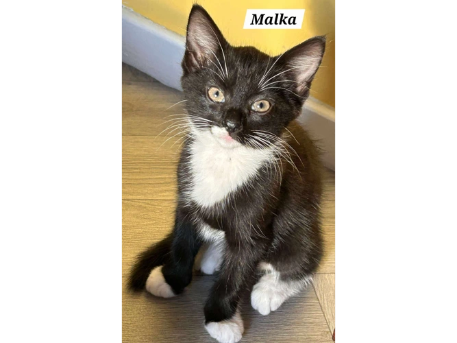MALKA