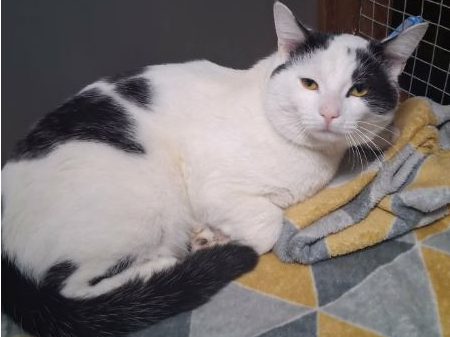 OSCAR — Domestic Cat