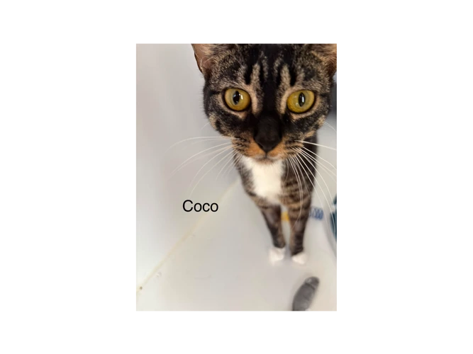 Coco