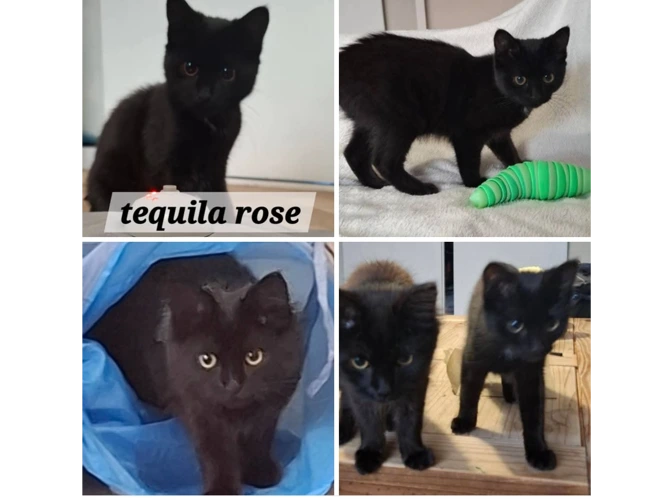 GINNY & TEQUILA ROSE (DH)