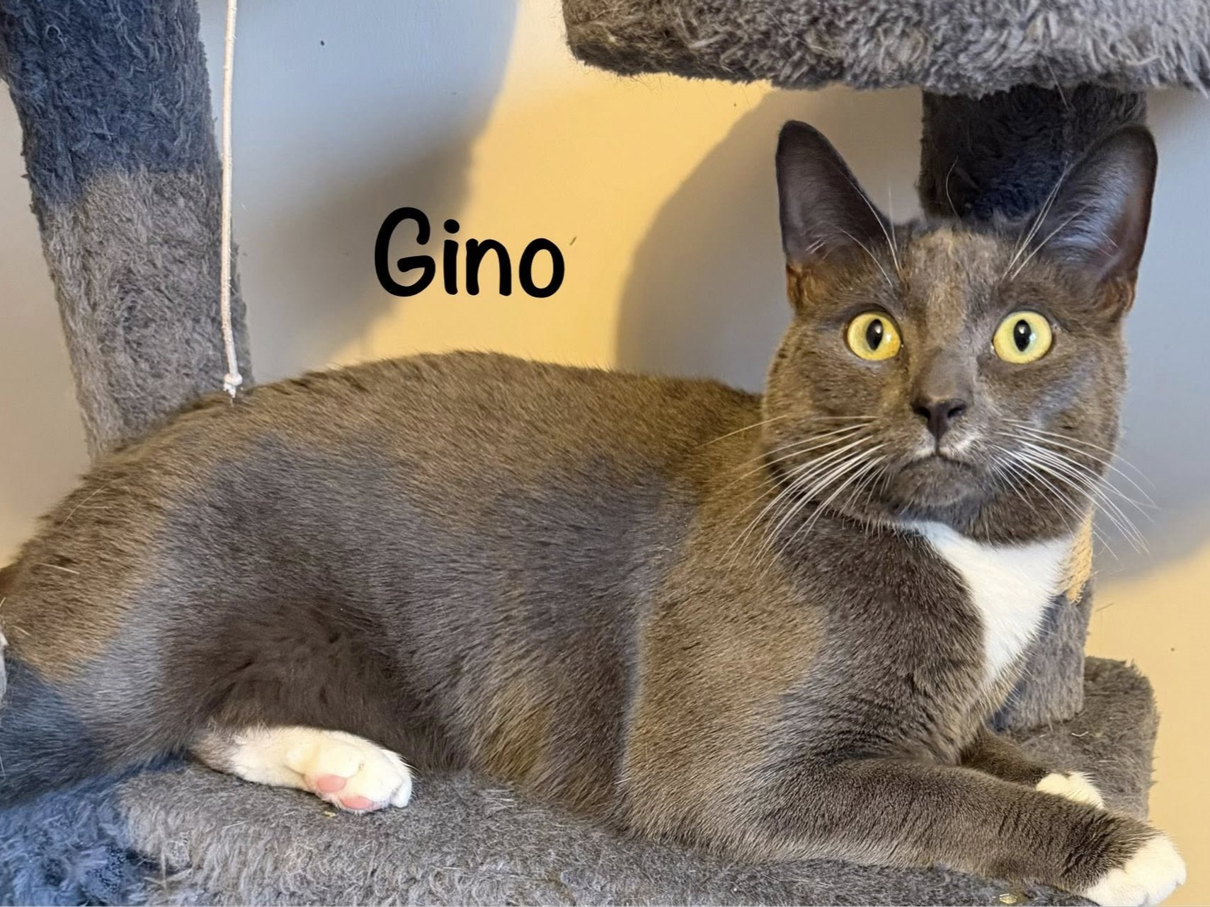 GINO — Domestic Cat