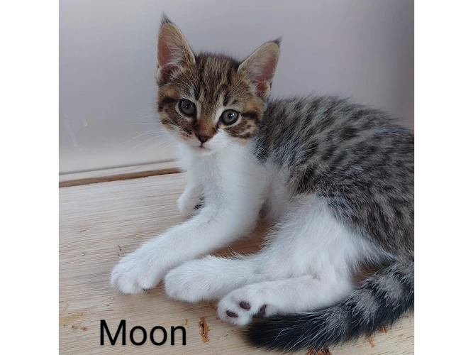 Moon