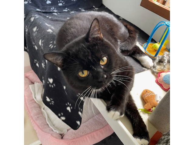 George & Merlin — Domestic Cat