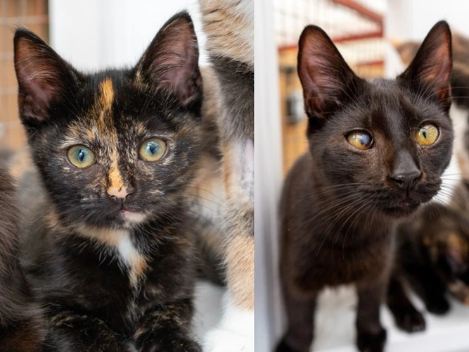 Tilly (Tortie) & Zorry (Black)