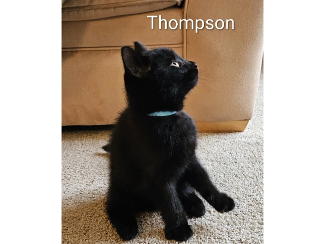 Thompson