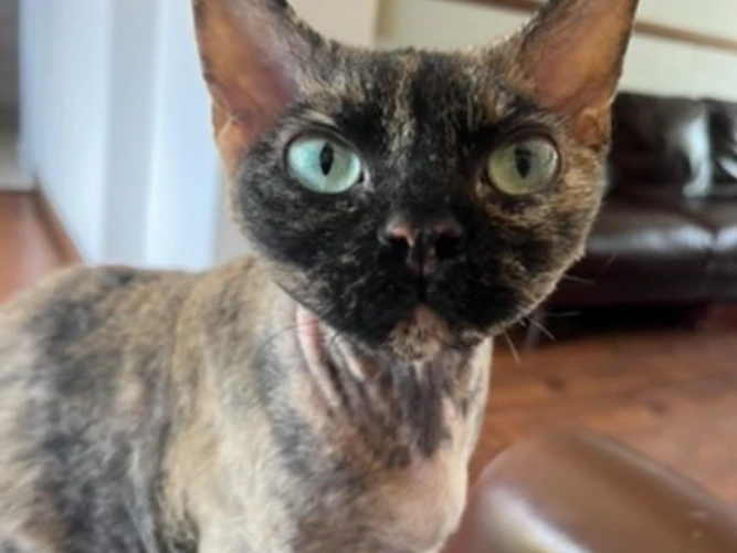 Bagheera