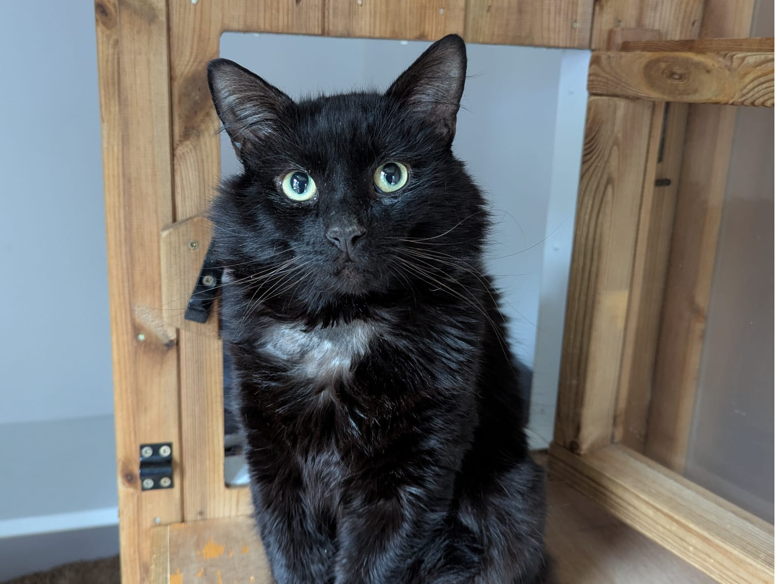 Rocky — Domestic Cat