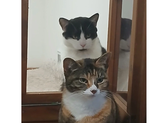 Sox & Thomas