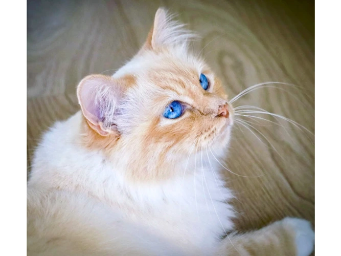 Milo
