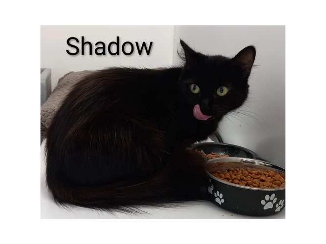 Shadow