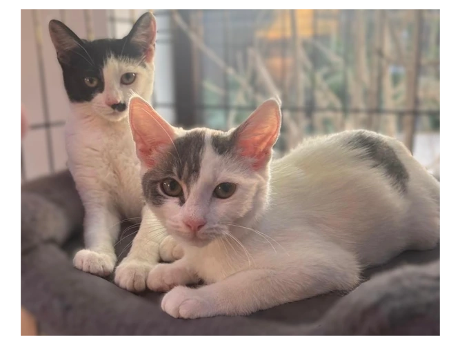 Trio