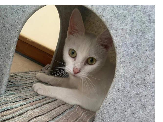 Elsa