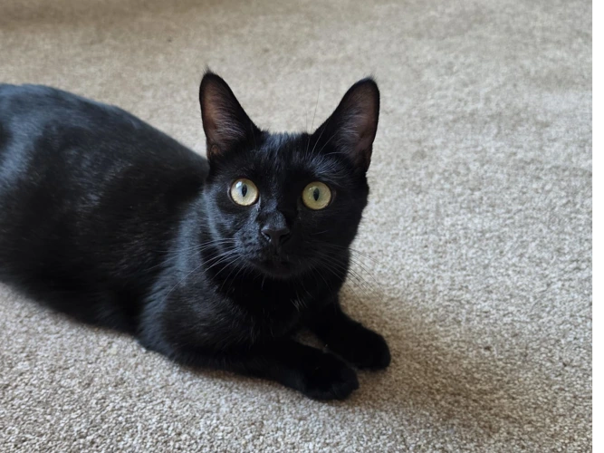 Oreo and Whiskers Kitten