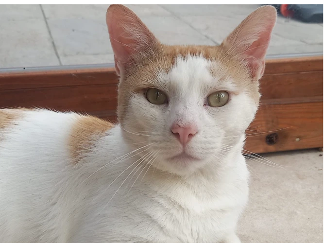Jasper