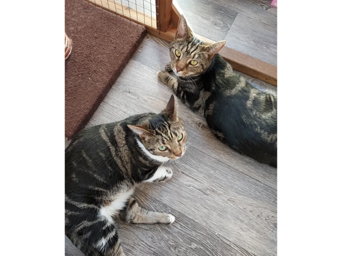 DASH and WILLOW