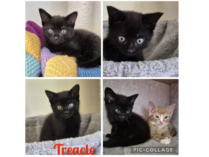 Kittens - Sweeties - Treacle