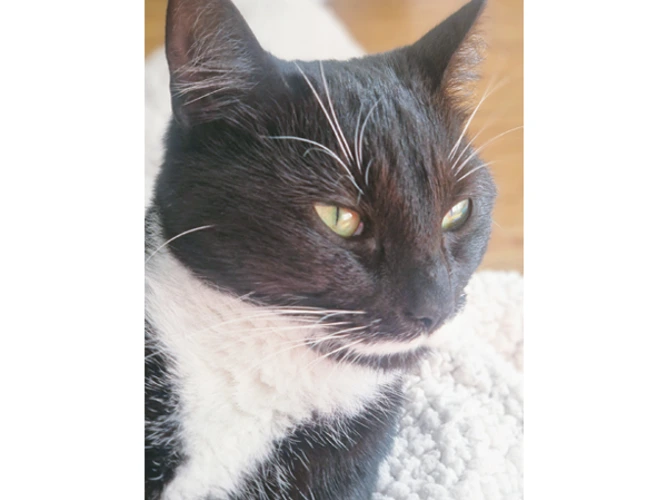 Pippa