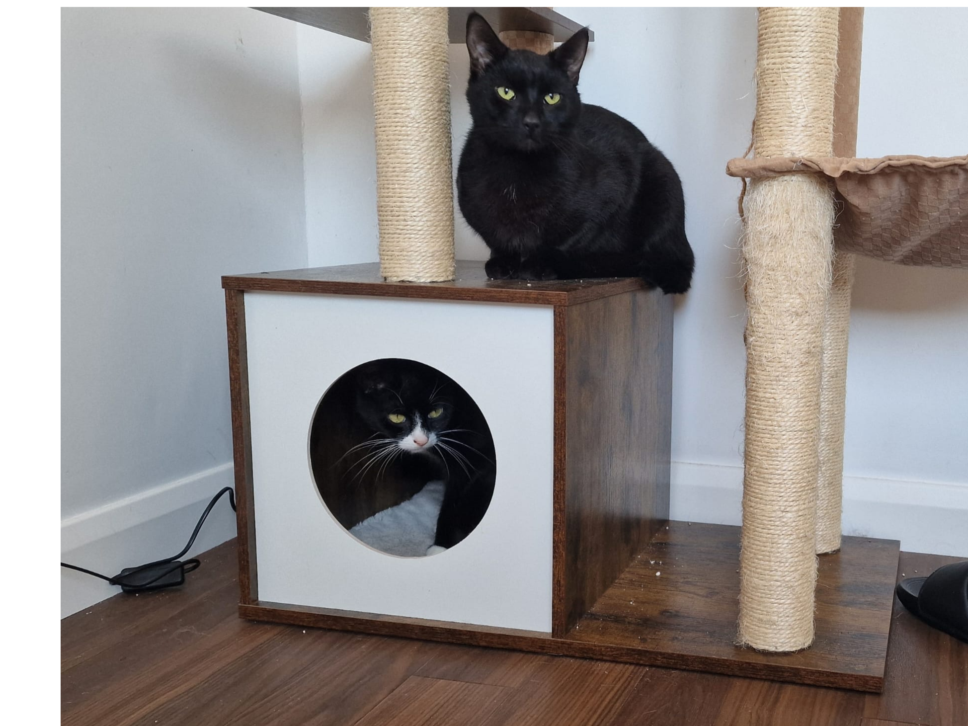 DRH Storm (M) & Jojo (F) — Domestic Cat