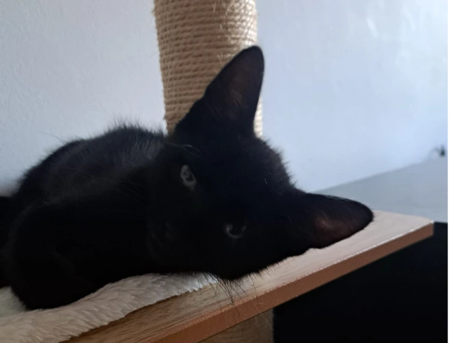 JuJu
