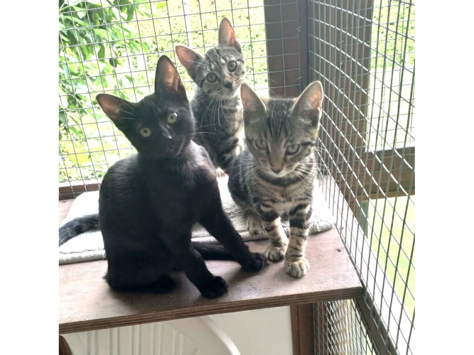 Poppy, Pansy, Dexter & Domino